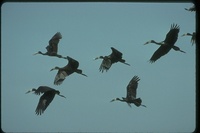 : Anastomus lamelligerus; African Openbill Stork