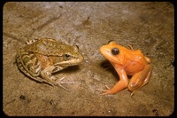 : Rana draytonii; California Red-legged Frog