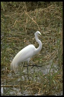: Casmerodius albus; Great Egret