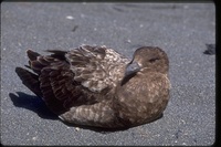 : Macronectes halli; Northern Giant Petrel