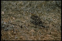 : Pterocles decoratus; Black-faced Sandgrouse