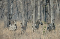 : Equus burchelli crawshayi; Crawshay's Zebra