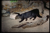 : Felis yagouaroundi; Jaguarundi