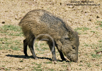 : Pecari tajacu; Collared Peccary