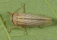 : Athysanus argentarius; Silver Leafhopper