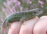 : Lacerta agilis; Sand Lizard