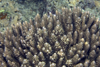 : Acropora hyacinthus