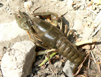 : Astacus astacus