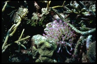 : Condylactis gigantea; Giant Caribbean Sea Anemone