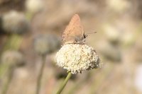 : Satyrium saepium