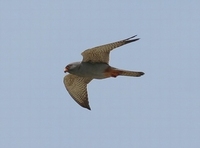 Red-footed Falcon