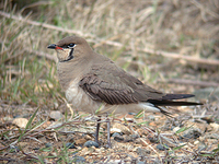 제비물떼새 Glareola maldivarum | Indian pratincole