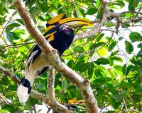 Great Hornbill