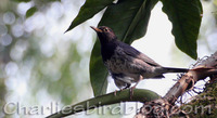 Grey Thrush Turdus cardis