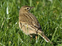 Tartarpiplerke Anthus novaeseelandiae