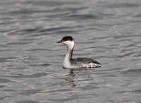 A Horned Grebe in non-breeding plumage