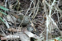 Fig. 18. Grey Bunting : 검은멧새