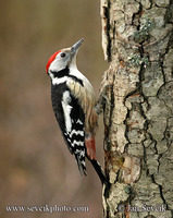 Photo of strakapoud prostřední, Middle Spotted Woodpecker Dendrocopos medius