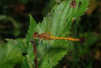 Blodr�d Hedelibel (Sympetrum sanguineum )