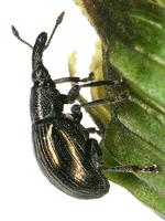 Aspidapion aeneum