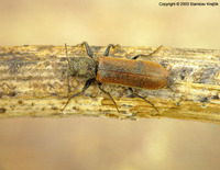 Psoa viennensis