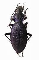 Carabus caelatus