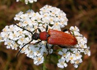 Stictoleptura rubra