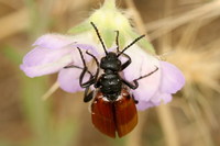 Lydus europaeus