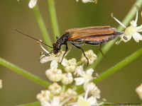 Oedemera femorata