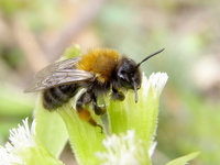 Colletes cunicularius