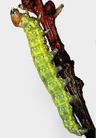 Polyploca ridens - Frosted Green
