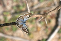 Tarucus rosaceus - Mediterranean Blue