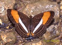 Adelpha iphiclus