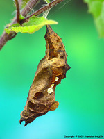 Nymphalis polychloros - Large Tortoiseshell