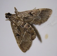 Duponchelia fovealis