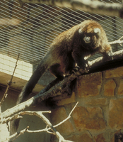 White-eared titi (Callicebus donacophilus)