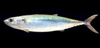 Grammatorcynus bilineatus, Double-lined mackerel: fisheries, gamefish