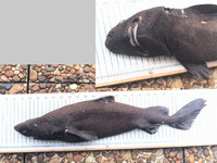 Scymnodon ringens, Knifetooth dogfish: fisheries