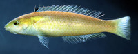 Pseudojuloides xanthomos, :