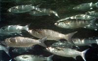 Crenimugil crenilabis, Fringelip mullet: fisheries, aquaculture, bait