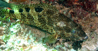 Epinephelus spilotoceps, Foursaddle grouper: fisheries, gamefish