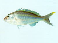 Nemipterus isacanthus, Teardrop threadfin bream: fisheries