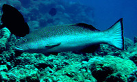 Plectropomus areolatus, Squaretail coralgrouper: fisheries