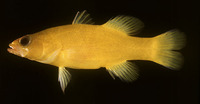 Liopropoma flavidum, :