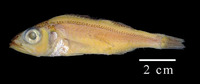 Synagrops trispinosus, Threespine bass: