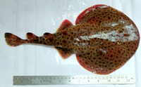 Narcine prodorsalis, Tonkin numbfish: