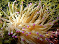 Condylactis gigantea - Giant Caribbean Sea Anemone