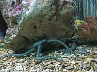 Ophiarachna incrassata - Green Brittle Star