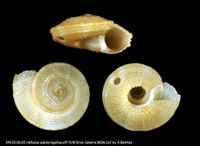 Heliacus subvariegatus