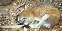 Image of: Macropus dorsalis (black-striped wallaby)